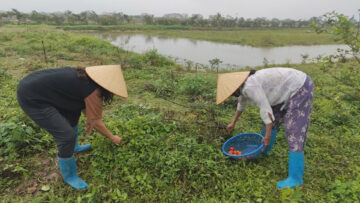 rau củ hữu cơ Ba Tốt