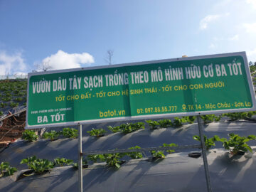 Dâu tây Ba Tốt