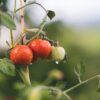 red and green round fruits
