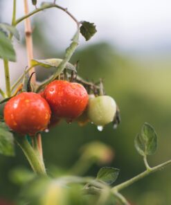 red and green round fruits